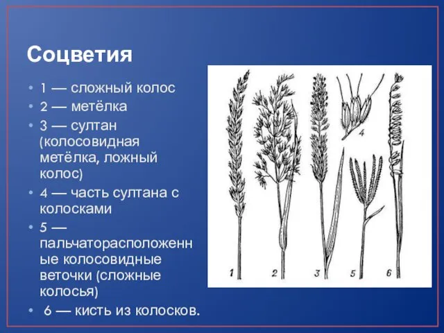Соцветия 1 — сложный колос 2 — метёлка 3 —