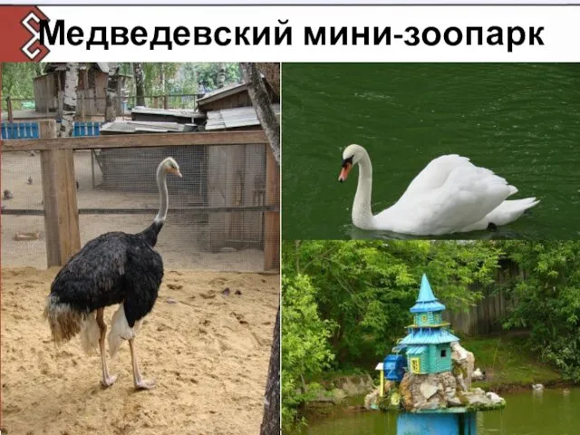 Медведевский мини-зоопарк
