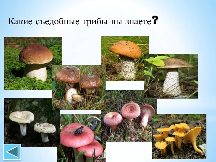 Какие съедобные грибы вы знаете?