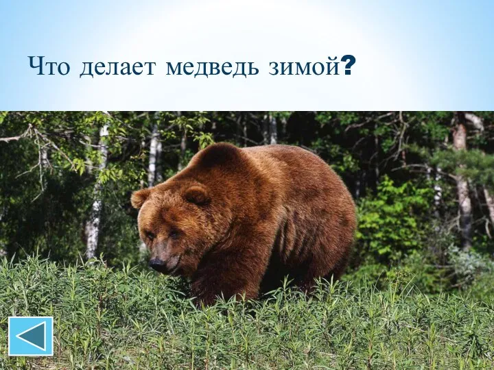 Что делает медведь зимой?