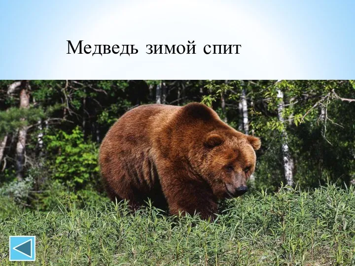 Медведь зимой спит