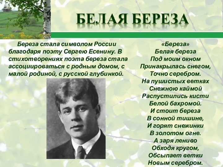 Береза стала символом России благодаря поэту Сергею Есенину. В стихотворениях поэта береза стала
