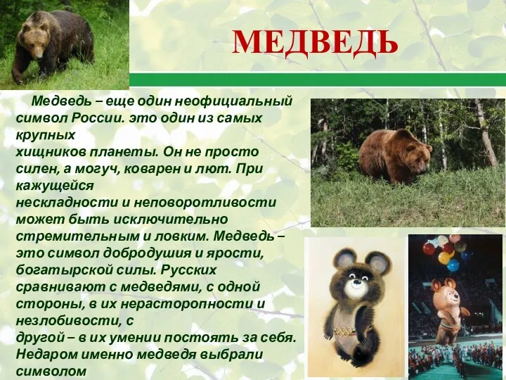 Медведь – еще один неофициальный символ России. это один из самых крупных хищников
