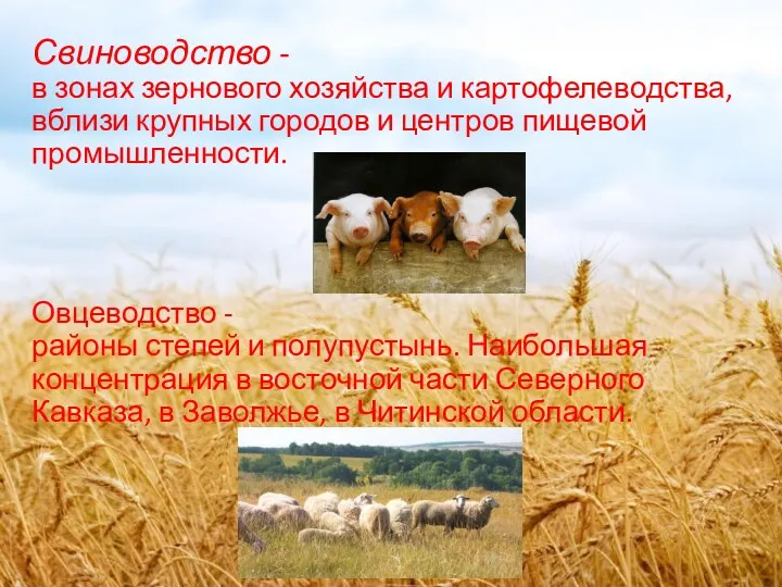 Свиноводство - в зонах зернового хозяйства и картофелеводства, вблизи крупных городов и центров