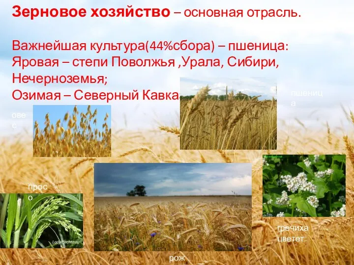 Зерновое хозяйство – основная отрасль. Важнейшая культура(44%сбора) – пшеница: Яровая – степи Поволжья