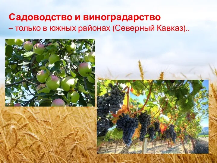 Садоводство и виноградарство – только в южных районах (Северный Кавказ)..