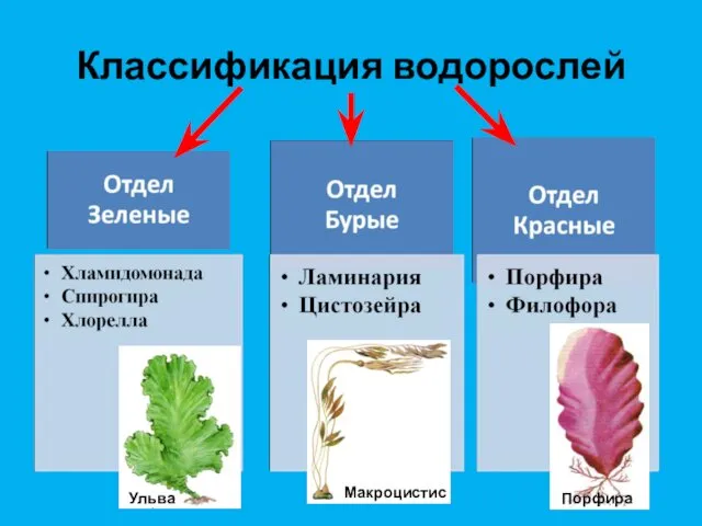 Классификация водорослей Ульва Макроцистис Порфира