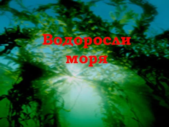 Водоросли моря