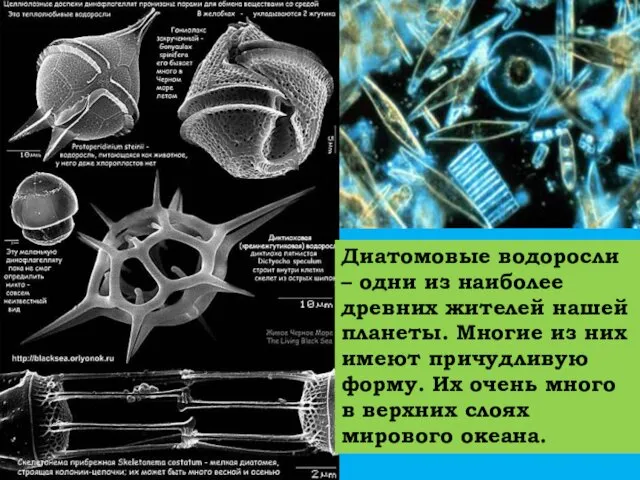 Диатомовые водоросли – одни из наиболее древних жителей нашей планеты.