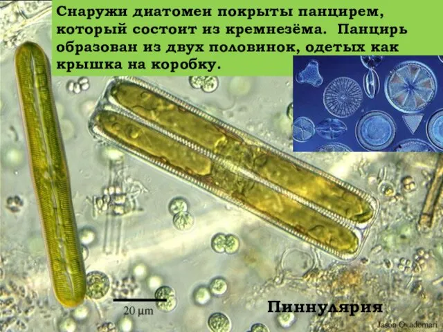 Пиннулярия Снаружи диатомеи покрыты панцирем, который состоит из кремнезёма. Панцирь