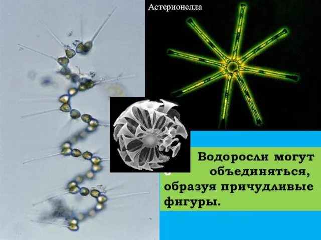 Водоросли могут о объединяться, образуя причудливые фигуры. Астерионелла