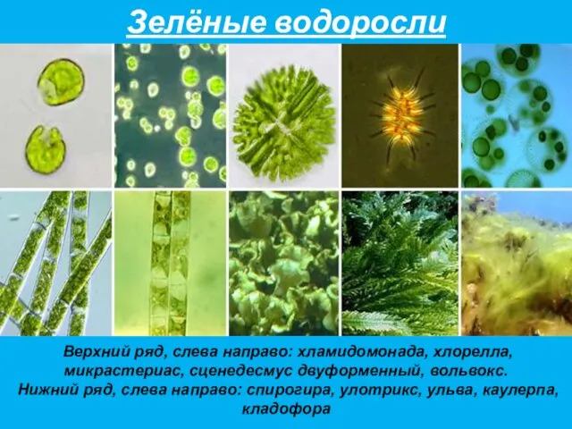 Зелёные водоросли Верхний ряд, слева направо: хламидомонада, хлорелла, микрастериас, сценедесмус
