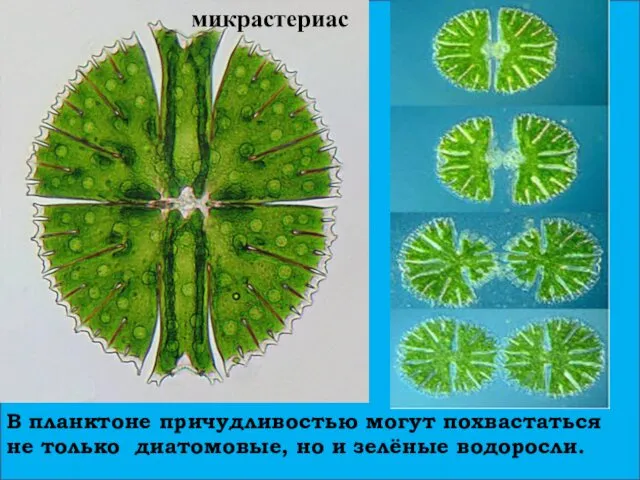 В планктоне причудливостью могут похвастаться не только диатомовые, но и зелёные водоросли. микрастериас