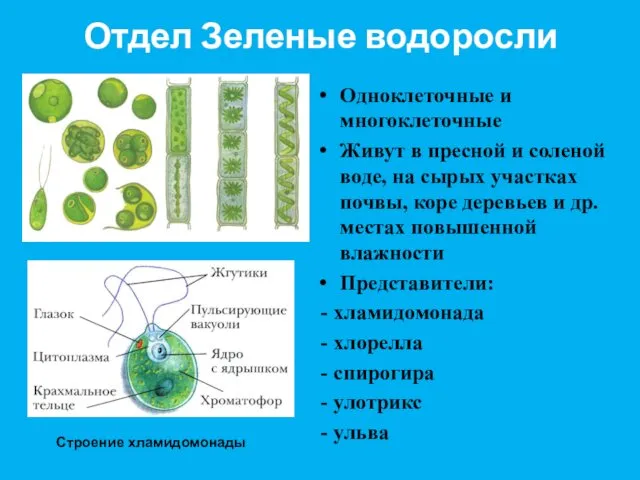 Отдел Зеленые водоросли Одноклеточные и многоклеточные Живут в пресной и