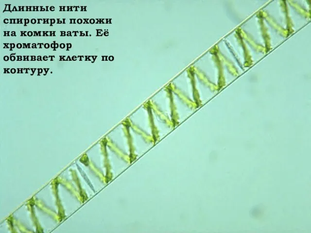 Длинные нити спирогиры похожи на комки ваты. Её хроматофор обвивает клетку по контуру.