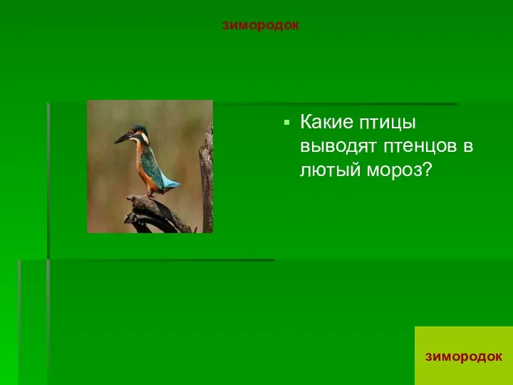 зимородок Какие птицы выводят птенцов в лютый мороз? зимородок