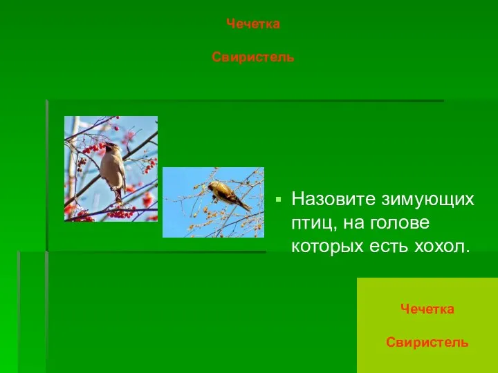 Чечетка Свиристель Назовите зимующих птиц, на голове которых есть хохол. Чечетка Свиристель