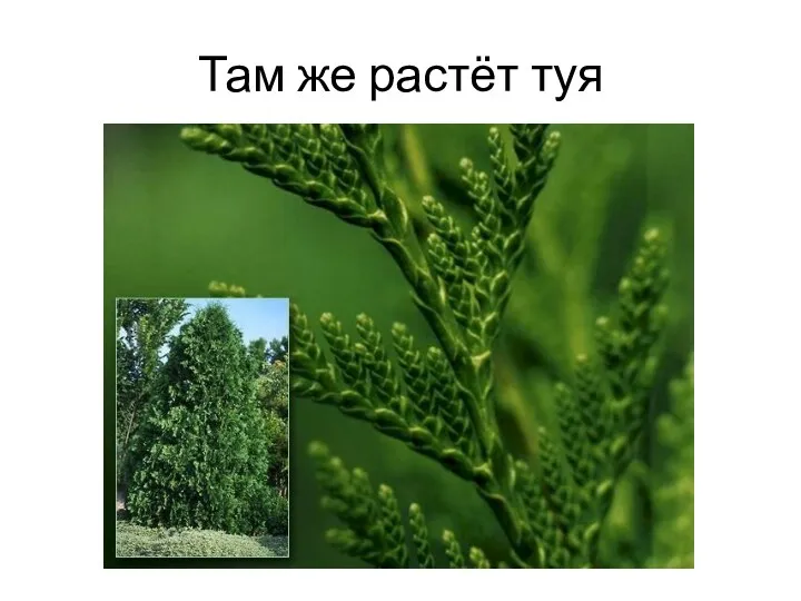 Там же растёт туя