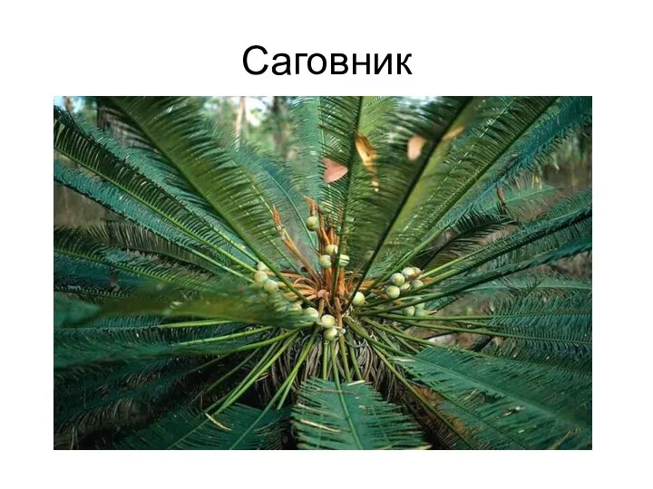 Саговник