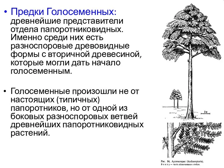 Предки Голосеменных: древнейшие представители отдела папоротниковидных. Именно среди них есть