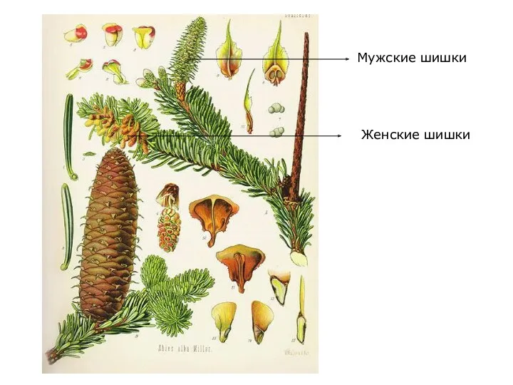 Мужские шишки Женские шишки