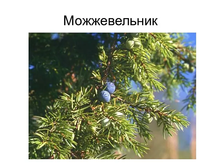 Можжевельник