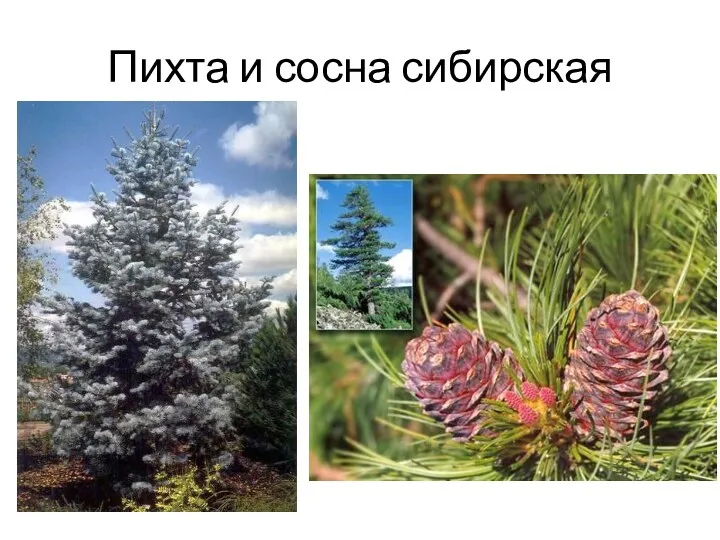 Пихта и сосна сибирская