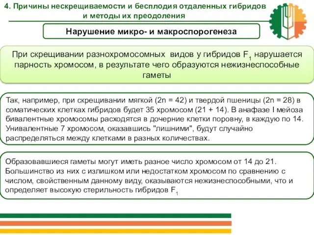 Нарушение микро- и макроспорогенеза При скрещивании разнохромосомных видов у гибридов