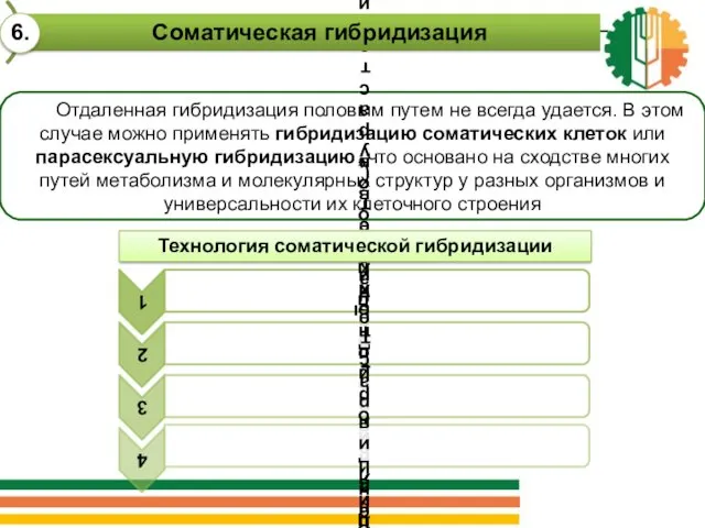 Отдаленная гибридизация половым путем не всегда удается. В этом случае