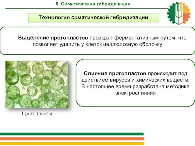 6. Соматическая гибридизация Технология соматической гибридизации Выделение протопластов проводят ферментативным