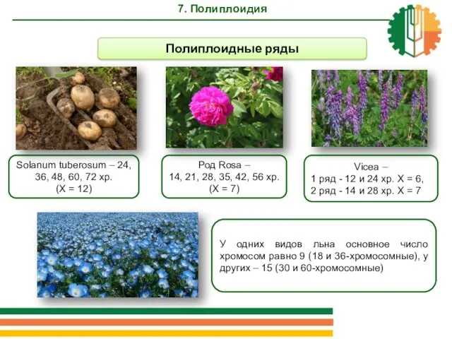 Полиплоидные ряды Solanum tuberosum – 24, 36, 48, 60, 72