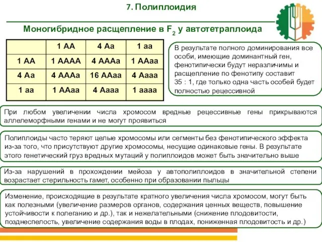 Моногибридное расщепление в F2 у автотетраплоида 7. Полиплоидия В результате