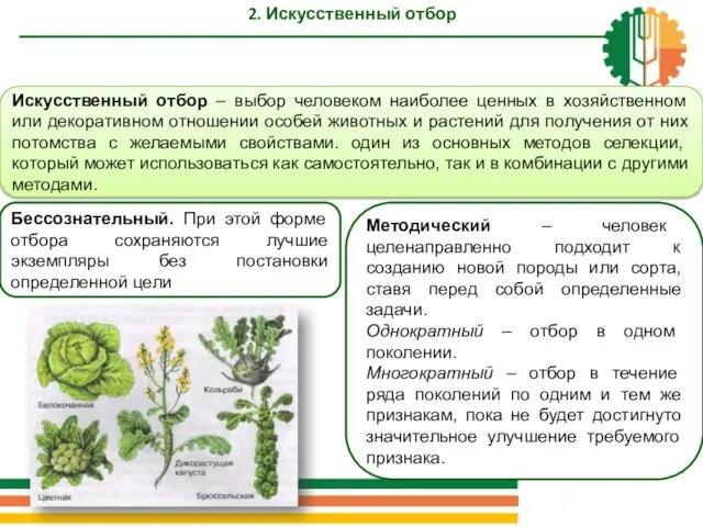 2. Искусственный отбор Искусственный отбор – выбор человеком наиболее ценных