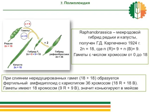 7. Полиплоидия Raphanobrassica – межродовой гибрид редьки и капусты, получен