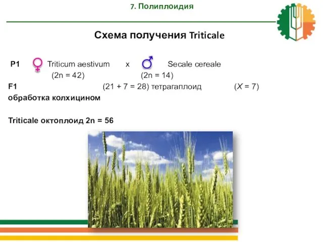 7. Полиплоидия Схема получения Triticale P1 Triticum aestivum x Secale