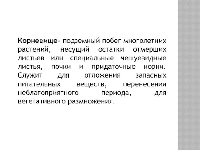 Корневище- подземный побег многолетних растений, несущий остатки отмерших листьев или