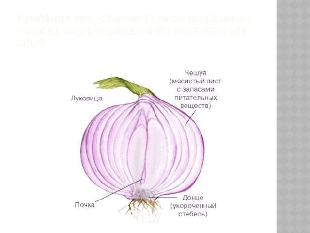 ЛУКОВИЦА ПРЕДСТАВЛЯЕТ СОБОЙ ПОДЗЕМНЫЙ (ИНОГДА НАДЗЕМНЫЙ) СИЛЬНО УКОРОЧЕННЫЙ ПОБЕГ.