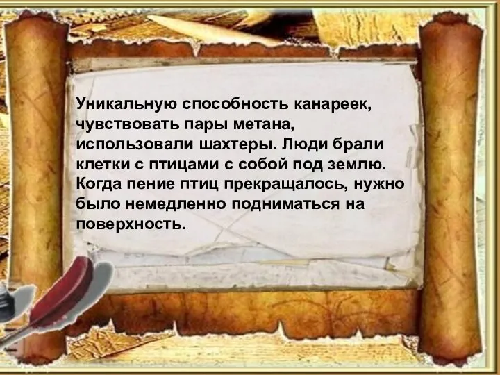 Уникальную способность канареек, чувствовать пары метана, использовали шахтеры. Люди брали