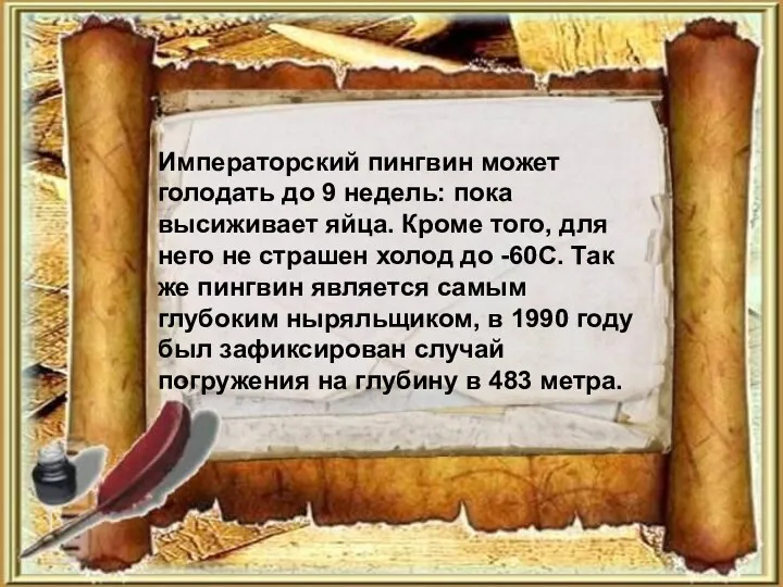 Императорский пингвин может голодать до 9 недель: пока высиживает яйца.