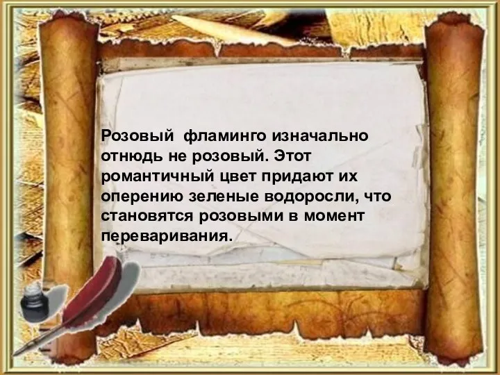 Розовый фламинго изначально отнюдь не розовый. Этот романтичный цвет придают