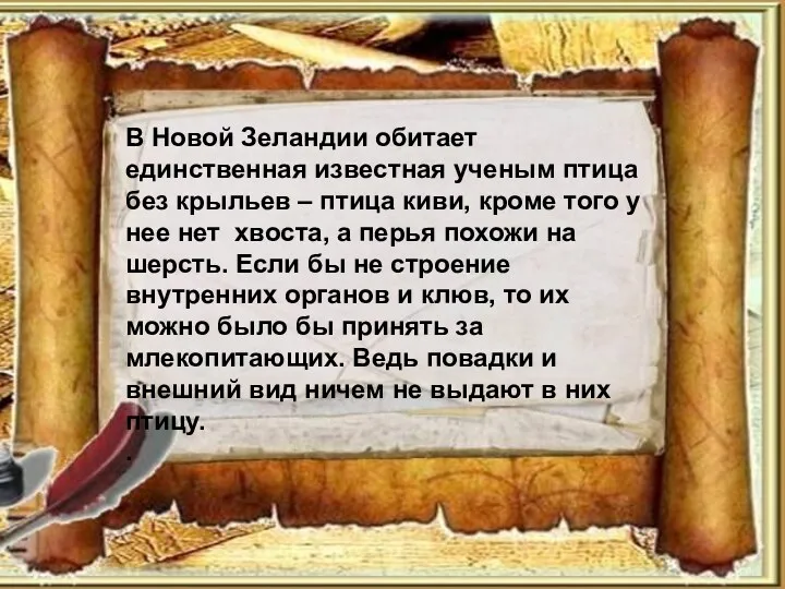 В Новой Зеландии обитает единственная известная ученым птица без крыльев