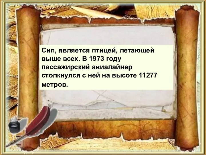 Сип, является птицей, летающей выше всех. В 1973 году пассажирский