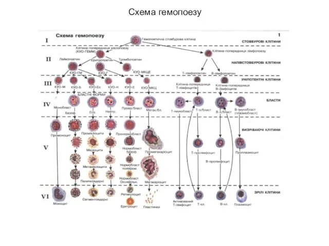 Схема гемопоезу