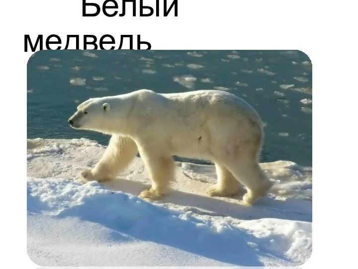 Белый медведь