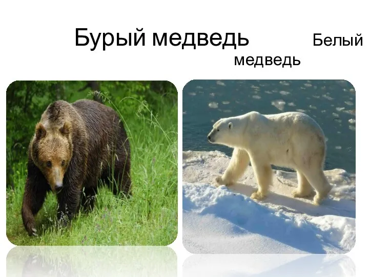 Бурый медведь Белый медведь