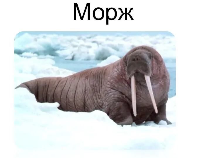 Морж