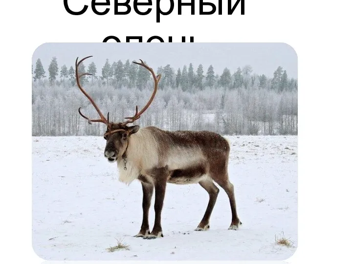 Северный олень