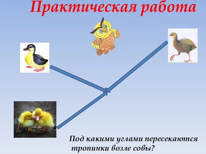 Практическая работа Под какими углами пересекаются тропинки возле совы?