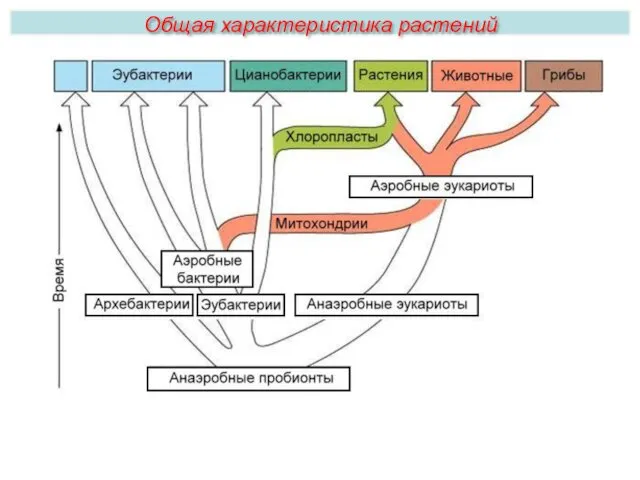 Общая характеристика растений