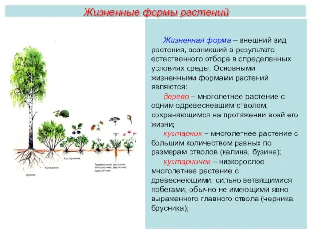 Жизненные формы растений Жизненная форма – внешний вид растения, возникший